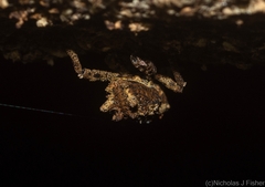 Poropterus angustatus