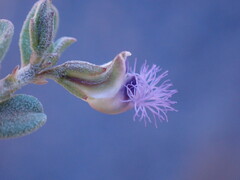 Polygala asbestina