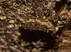 Poropterus angustatus
