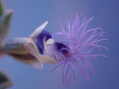 Polygala asbestina