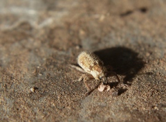Microlarinus lareynii