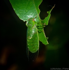 Chlorocysta vitripennis