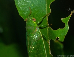Chlorocysta vitripennis