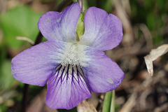 Viola floridana