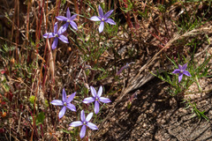Lithotoma axillaris