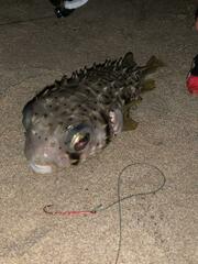 Dicotylichthys punctulatus