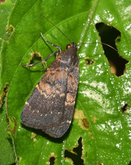 Hydrillodes uliginosalis