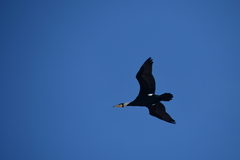 Phalacrocorax carbo