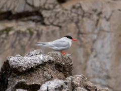 Sterna vittata bethunei