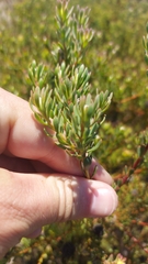 Leucadendron levisanus