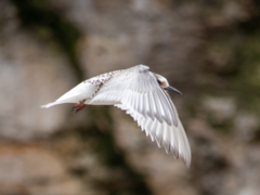 Sterna vittata bethunei