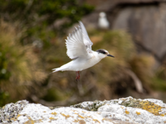 Sterna vittata bethunei