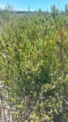 Leucadendron levisanus