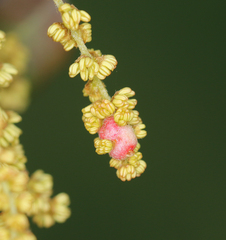 Plagiotrochus quercusilicis