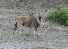 Tragelaphus oryx oryx