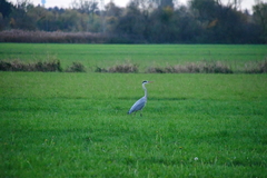 Ardea cinerea
