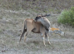 Tragelaphus oryx oryx