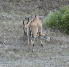 Tragelaphus oryx oryx
