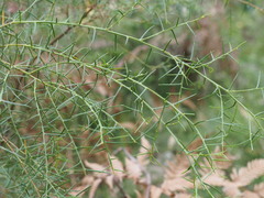 Acacia genistifolia