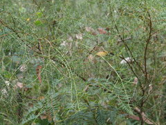 Acacia genistifolia