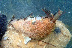 Lipotrapeza vestiens