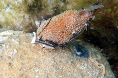 Lipotrapeza vestiens