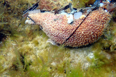 Lipotrapeza vestiens