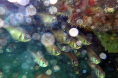 Pempheris klunzingeri