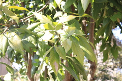Mallotus philippensis