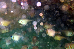 Pempheris klunzingeri