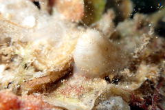 Pyuridae