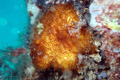 Distaplia pallida