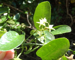 Cynanchum ellipticum