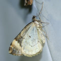 Eulithis populata