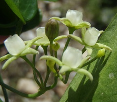 Cynanchum ellipticum