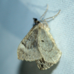 Chloroclysta siterata