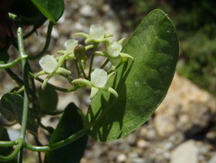 Cynanchum ellipticum