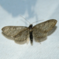 Eupithecia abbreviata