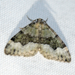 Colostygia aptata