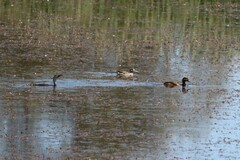 Malacorhynchus membranaceus