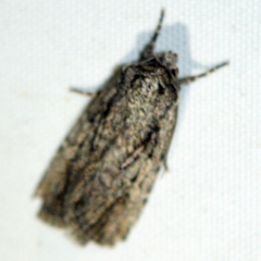 Dichagyris signifera
