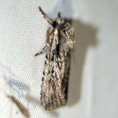 Dichagyris signifera