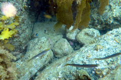 Trachinops noarlungae