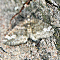 Perizoma alchemillata