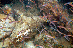 Trachinops noarlungae