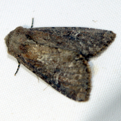 Apamea lateritia
