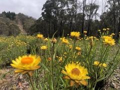 Xerochrysum bracteatum