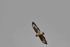 Buteo buteo