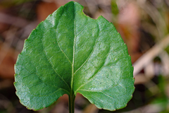 Viola floridana