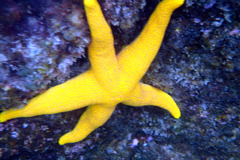 Fromia polypora